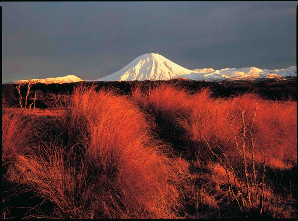 Tongariro Park